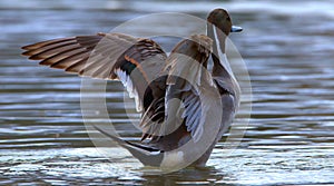 Northern pintail in water