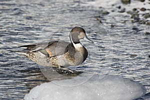 Northern pintaill male walking in shallow water on a winter day