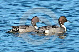 Northern Pintails