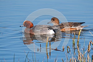 Northern Pintails - Anas acuta on a winters day resting on water.