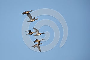 Northern Pintails in flight against blue sky