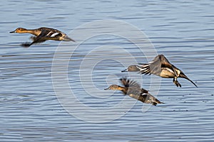 Northern Pintails in Flight
