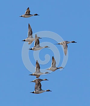 Northern Pintails in Flight