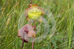 Northern Pitcher Plant Close-up