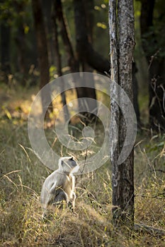 northern plains gray langur or Bengal sacred langur and Hanuman langur species of primate in Cercopithecidae family in winter