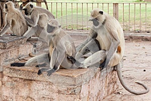 Northern Plains Grey Langur Semnopithecus entellus, Chittorgarh, Rajasthan, India