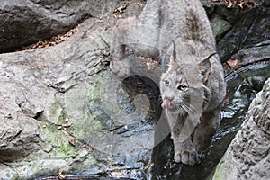 Visit of the Biodome of Montreal - Lynx