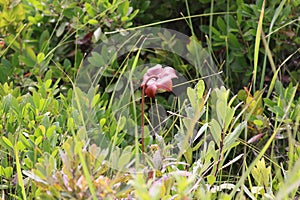 Northern purple pitcher plant in Kejimkujik National Park, Canada