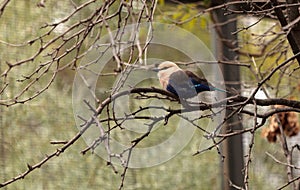 Northern purple roller called Coracias naevius naevius