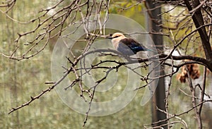 Northern purple roller called Coracias naevius naevius