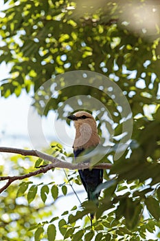 Northern purple roller called Coracias naevius naevius