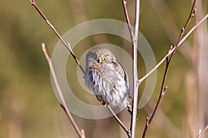 Northern Pygmy Owl