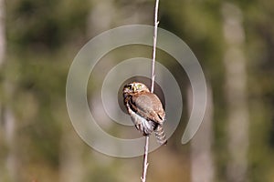 Northern Pygmy Owl