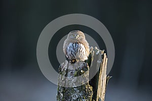 Northern Pygmy Owl