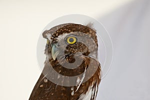 Northern Pygmy Owl