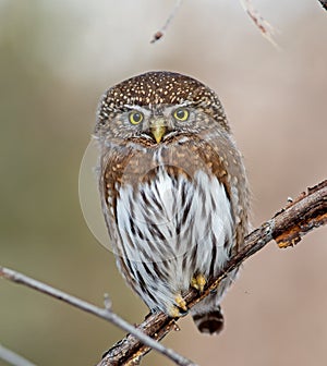 Northern Pygmy-Owl