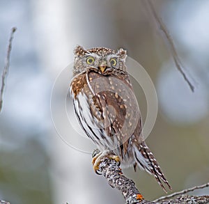 Northern Pygmy-Owl