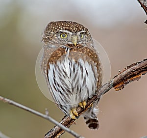 Northern Pygmy-Owl