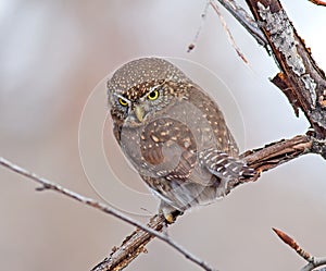 Northern Pygmy-Owl