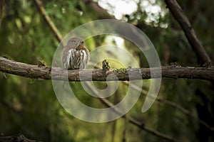 Northern Pygmy Owl