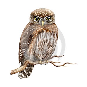 Northern pygmy owl bird. Watercolor realistic illustration. Hand drawn North America wildlife forest bird. Small brown