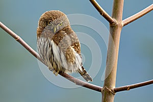 Northern pygmy owl Glaucidium californicum perching on a branch in British Columbia