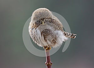 Northern Pygmy Owl - Glaucidium gnoma