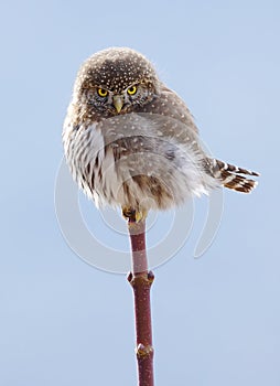 Northern Pygmy Owl - Glaucidium gnoma