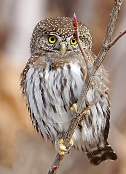 Northern Pygmy Owl - Glaucidium gnoma