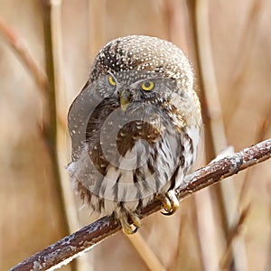 Northern Pygmy Owl - Glaucidium gnoma