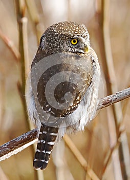 Northern Pygmy Owl - Glaucidium gnoma