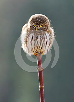 Northern Pygmy Owl - Glaucidium gnoma