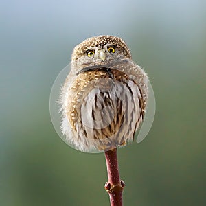 Northern Pygmy Owl - Glaucidium gnoma