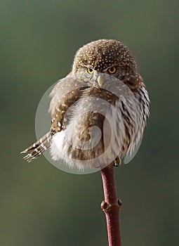 Pygmy Owl photo