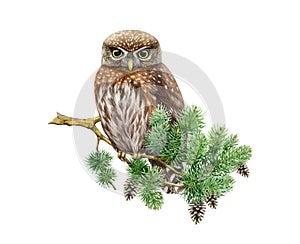 Northern pygmy owl on a pine branch. Watercolor nature scene illustration. Hand drawn wildlife forest bird. Small brown