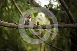 Northern Pygmy Owl photo