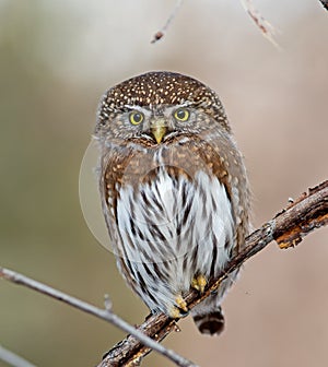 Northern Pygmy-Owl photo