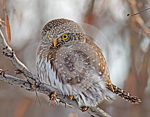 Northern Pygmy-Owl photo