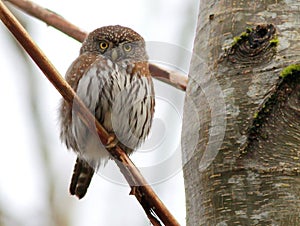 Northern Pygmy-Owl Stare