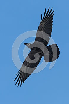 Northern raven Corvus corax in flight with blue sky