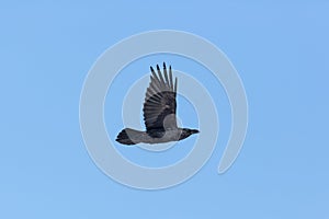 Northern raven Corvus corax in flight with blue sky