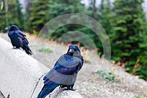 Northern Raven Corvus corax looking at camera