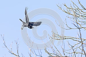 A northern Raven flying and calling aggressively.