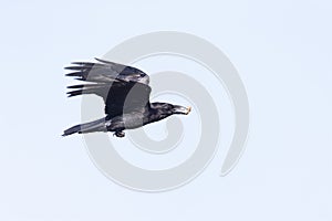 A northern Raven flying with food in its beak.