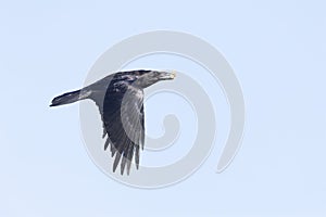 A northern Raven flying with food in its beak.