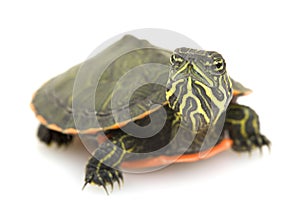 Northern Red-bellied Turtle