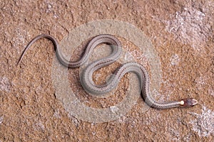 Northern red-belly snake crawling on a rock