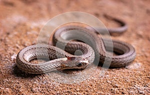 Northern red-belly snake resting on the rock.