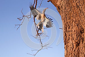 Northern red-billed hornbill