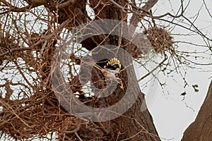 Northern red-billed hornbill